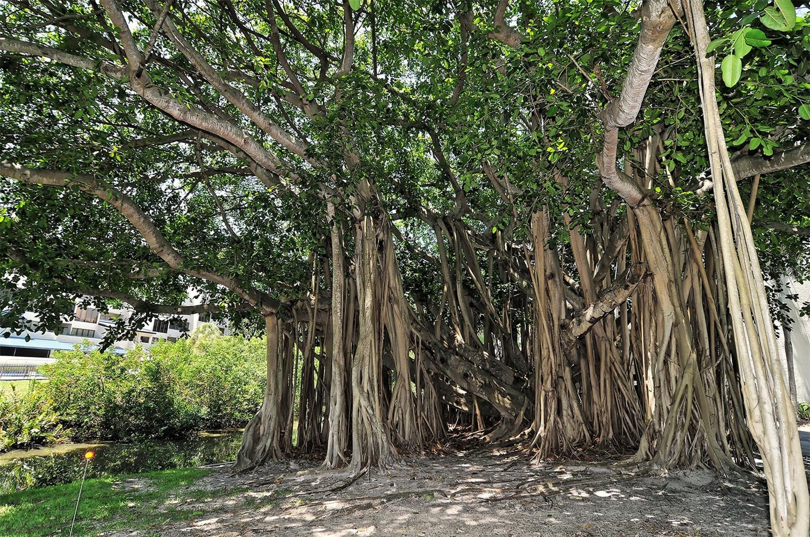 Image 34 of 35 For 825 Osprey Avenue 108