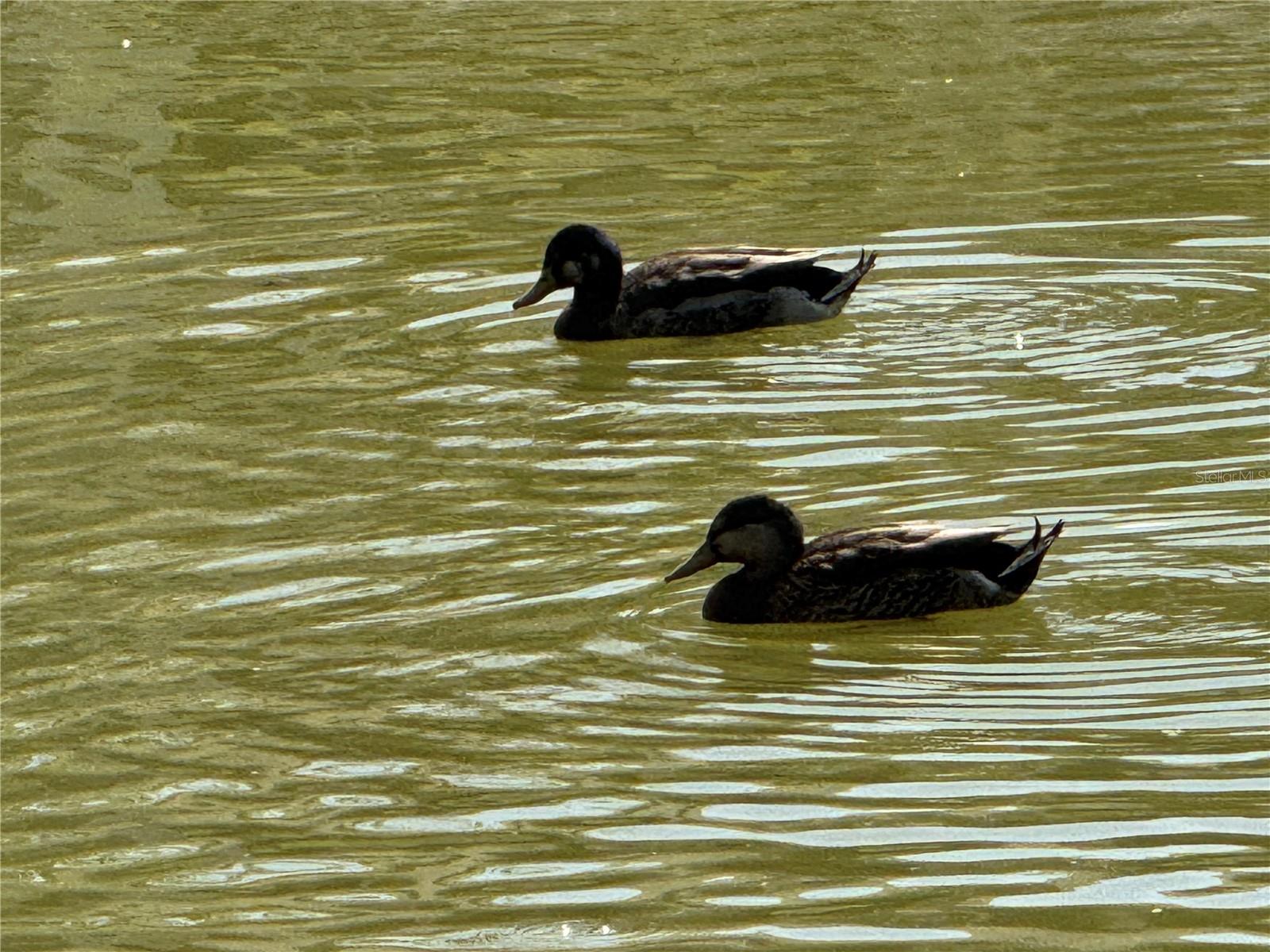 Image 20 of 23 For 4008 37th Street Court W