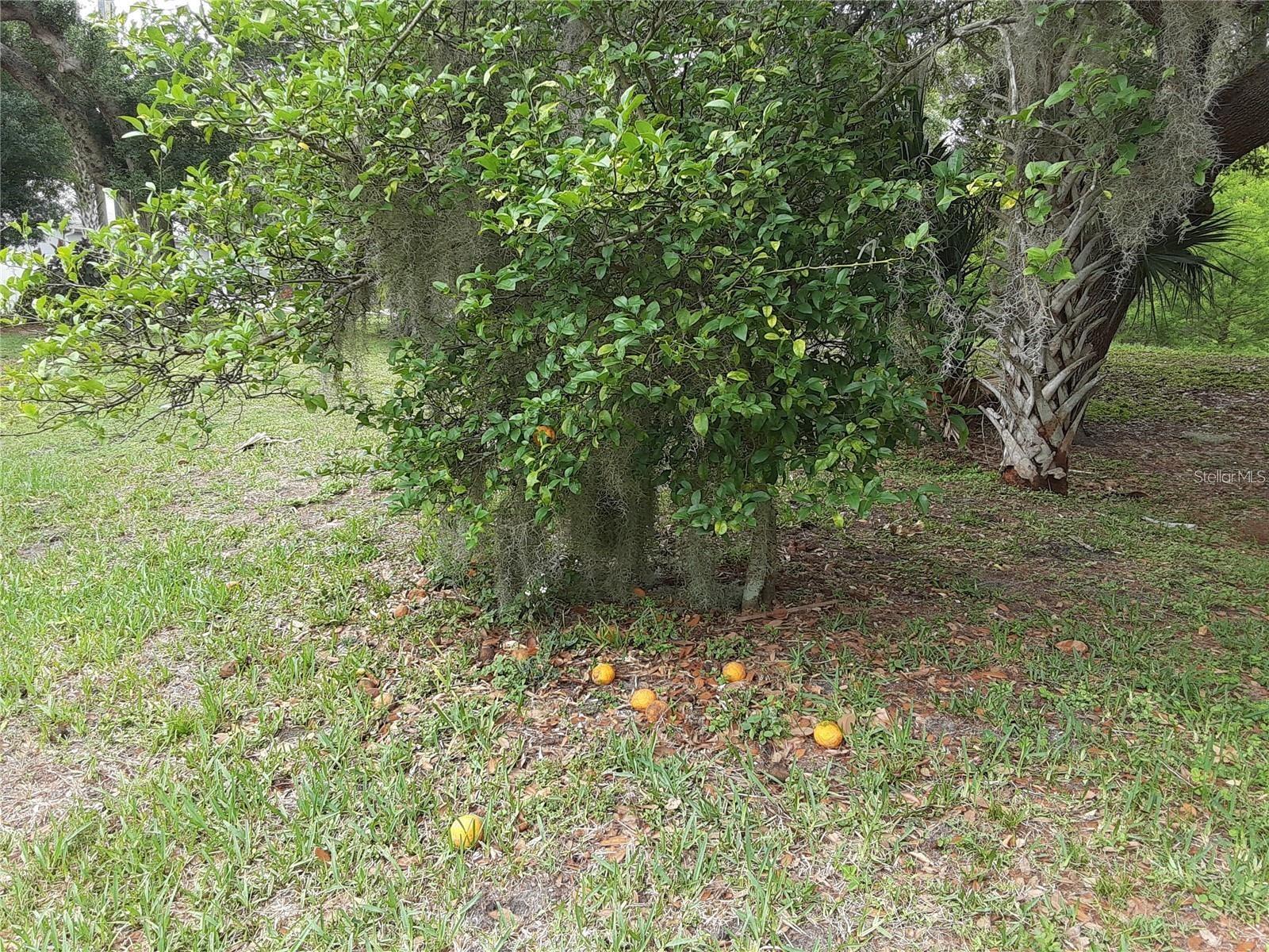 Image 22 of 25 For 5619 Colonial Oaks Boulevard