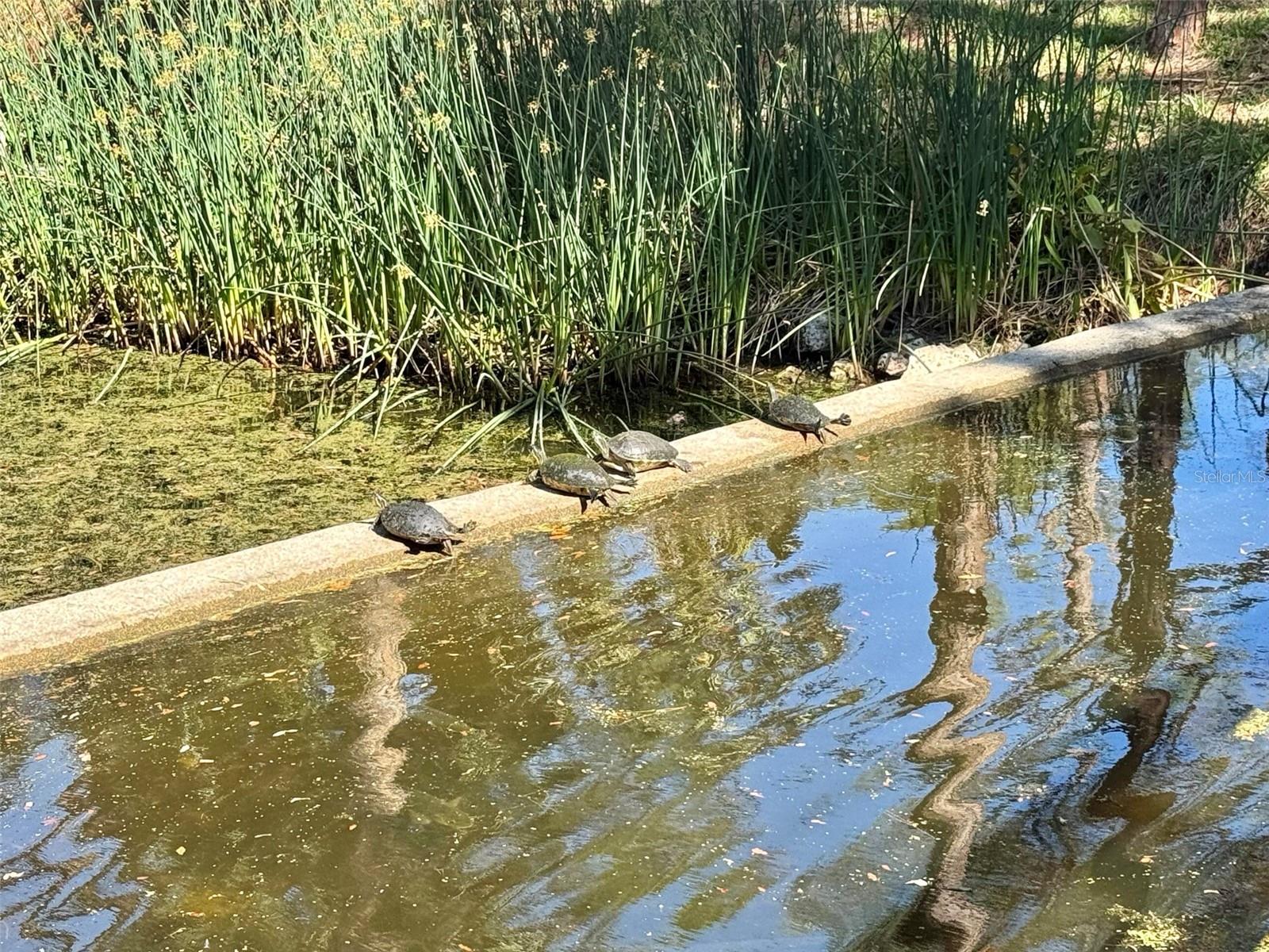 Image 37 of 51 For 5228 Willow Links  76