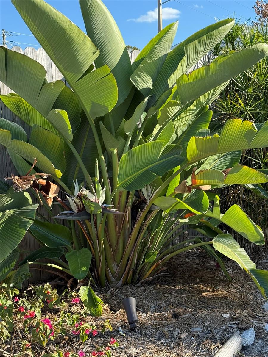 Image 66 of 75 For 828 Tuttle Avenue