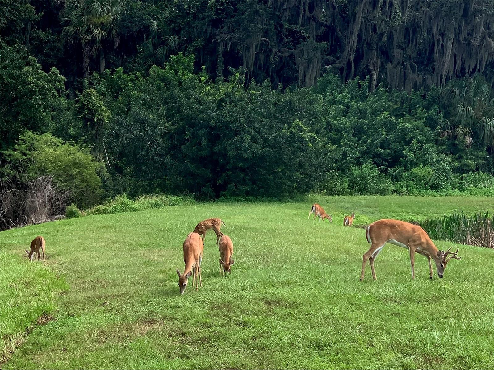 Image 82 of 84 For 406 Petrel Trail