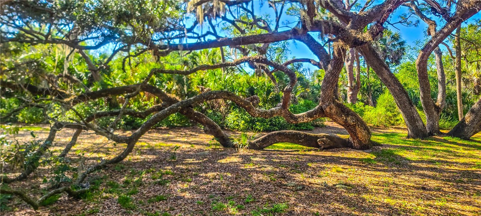 Image 35 of 41 For 2749 Orchid Oaks Drive 302