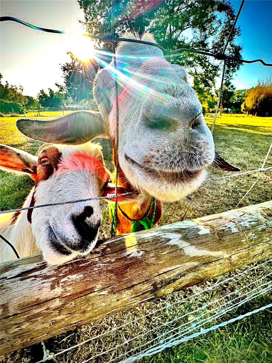 Image 64 of 90 For 6888 Myakka Valley Trl