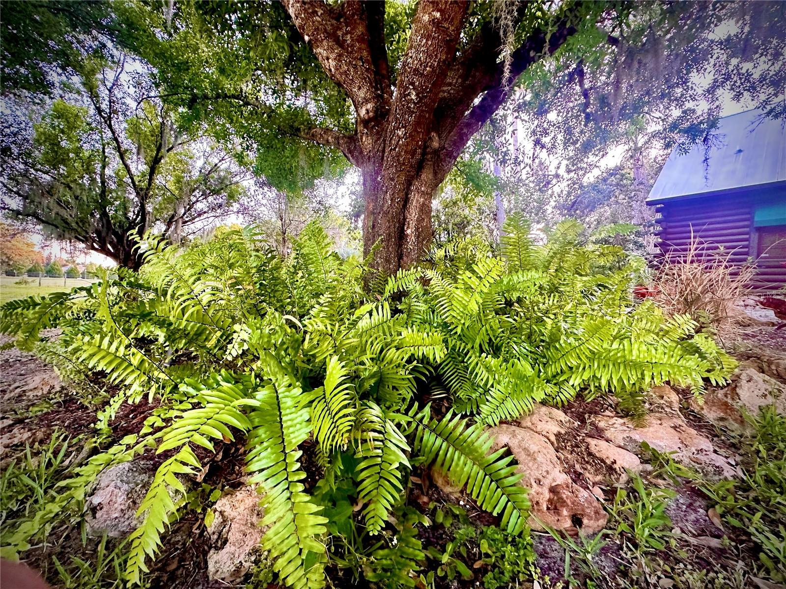 Image 85 of 90 For 6888 Myakka Valley Trl