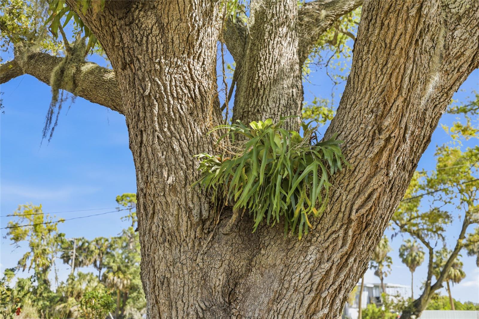 Image 46 of 53 For 906 Tropical Drive