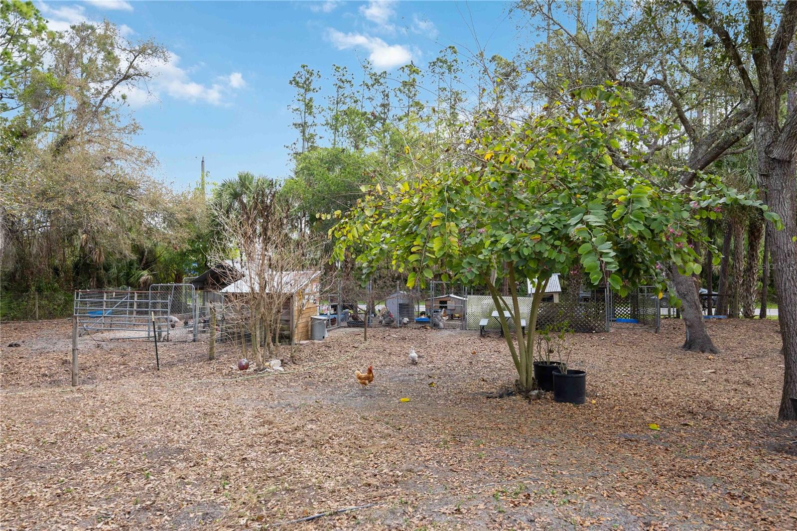 Image 21 of 26 For 6649 Pimlico Street