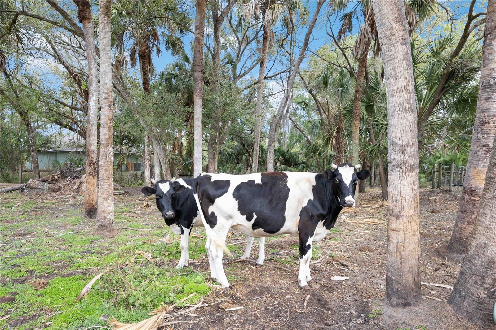 Image 24 of 26 For 6649 Pimlico Street