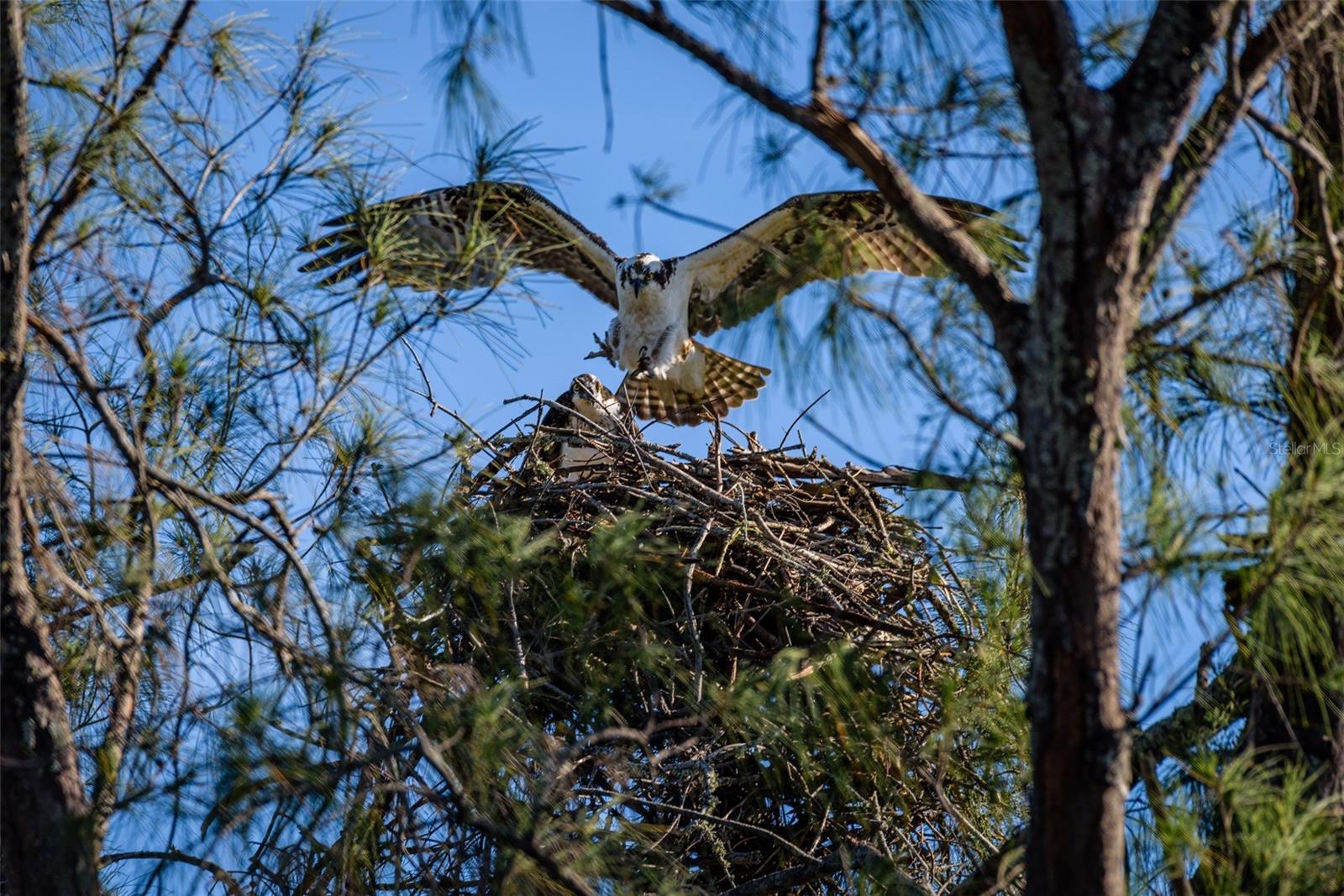 Image 64 of 74 For 4405 Mount Vernon Drive