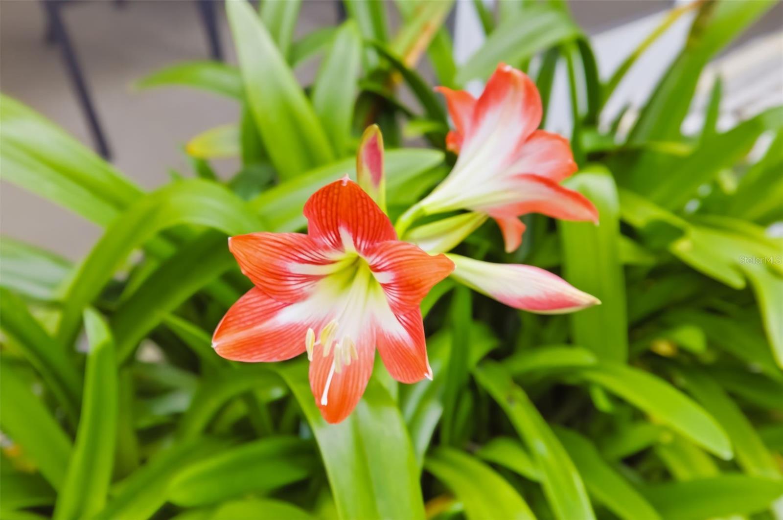 Image 57 of 79 For 7418 Monte Verde