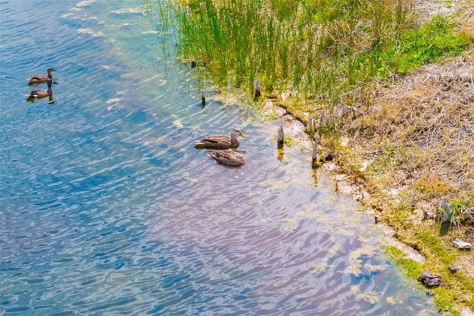 Image 13 of 76 For 1016 Scherer Way