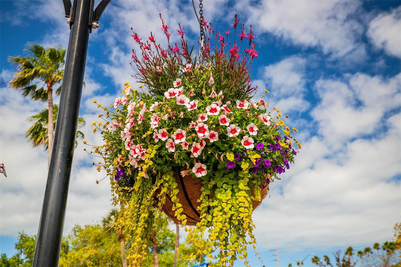 Image 75 of 85 For 212 Milan Avenue W 1