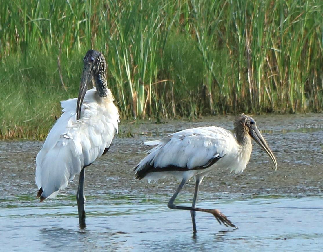 Image 37 of 49 For 4456 Streamside Court 1605