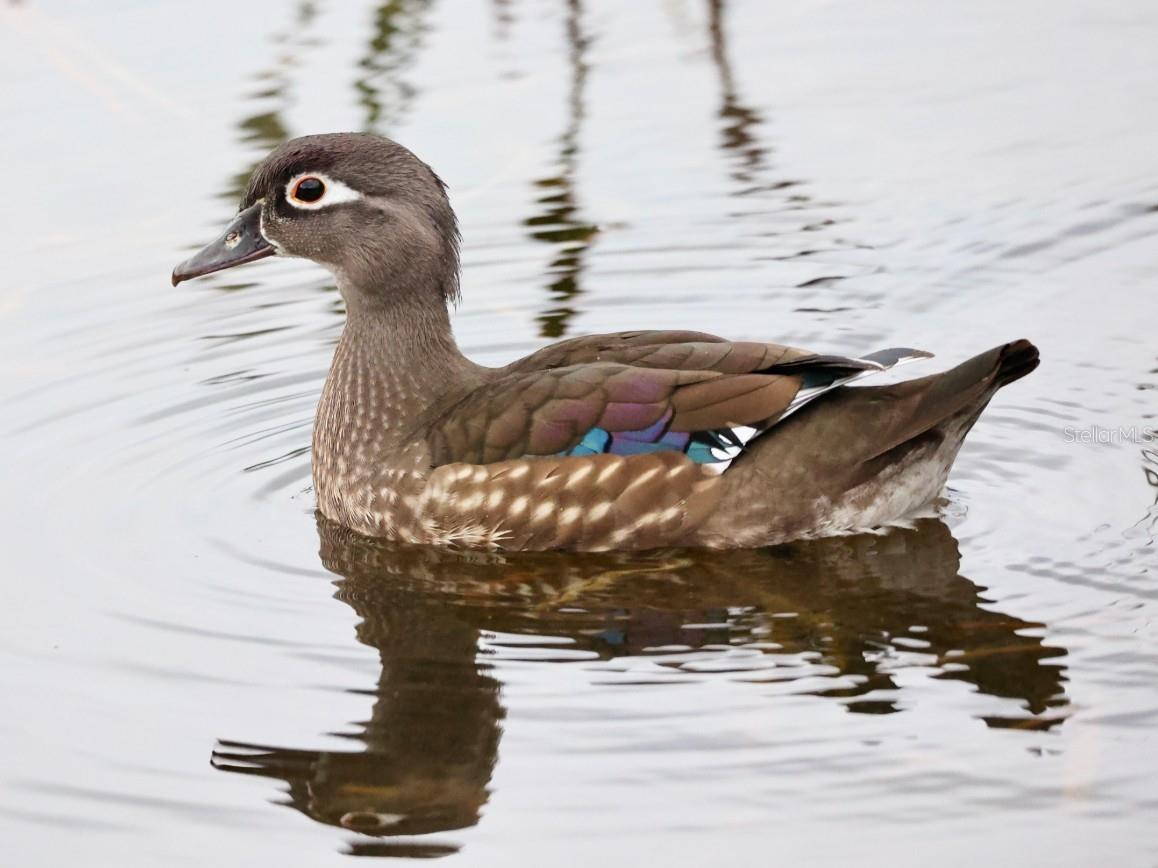 Image 38 of 49 For 4456 Streamside Court 1605