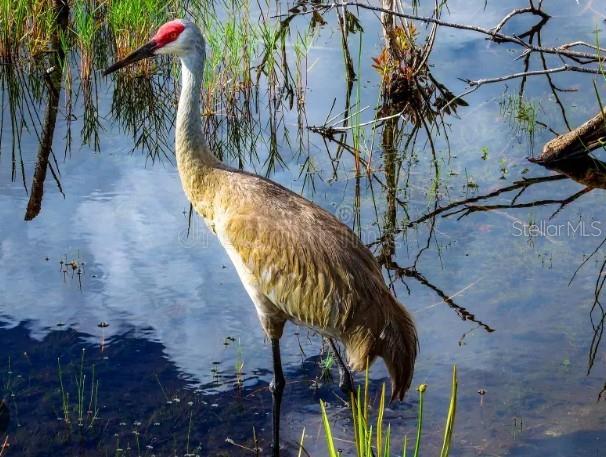 Image 29 of 41 For 4456 Streamside Court 1605