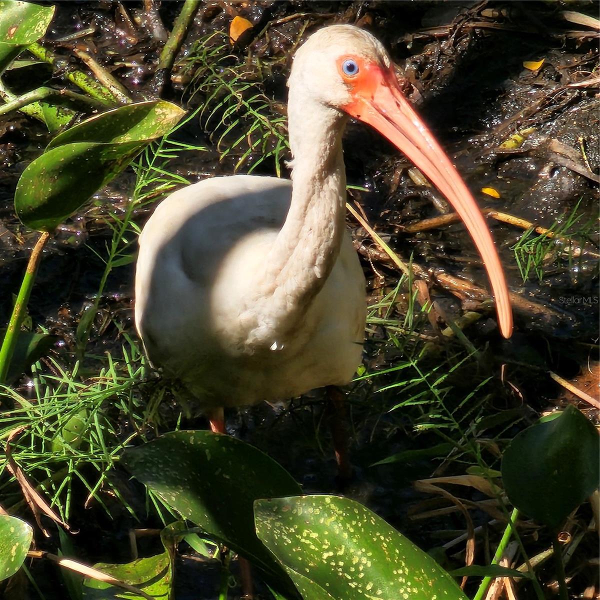 Image 35 of 37 For 3317 Pine Valley Drive