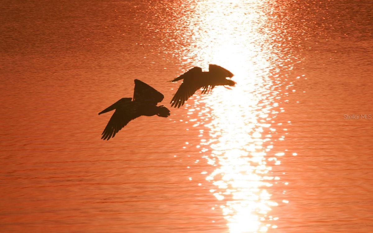 Image 38 of 43 For 6800 Gulf Of Mexico Drive 184