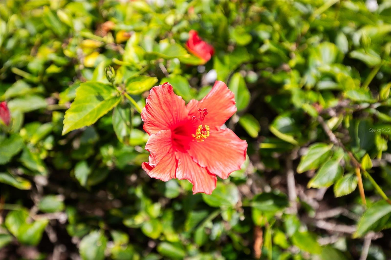 Image 44 of 53 For 1100 Capri Isles Boulevard 325