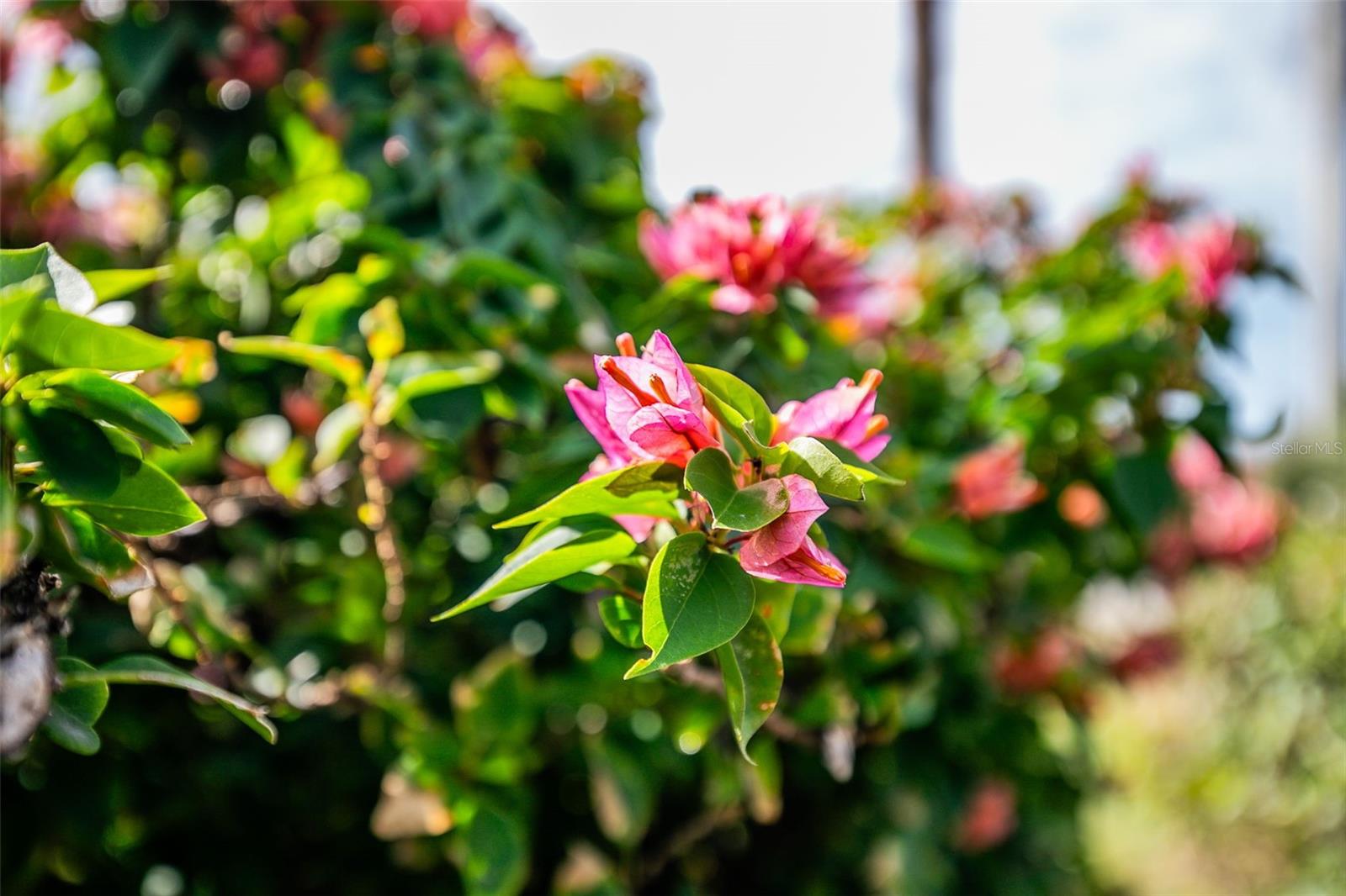 Image 45 of 53 For 1100 Capri Isles Boulevard 325