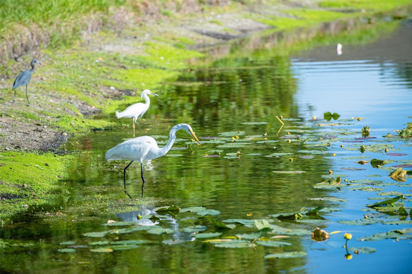 Image 73 of 100 For 5300 Mahogany Run Avenue