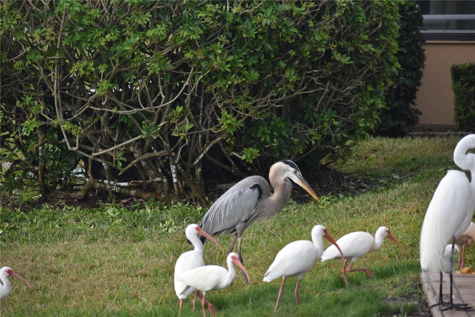 Image 36 of 51 For 3863 Catalina Drive