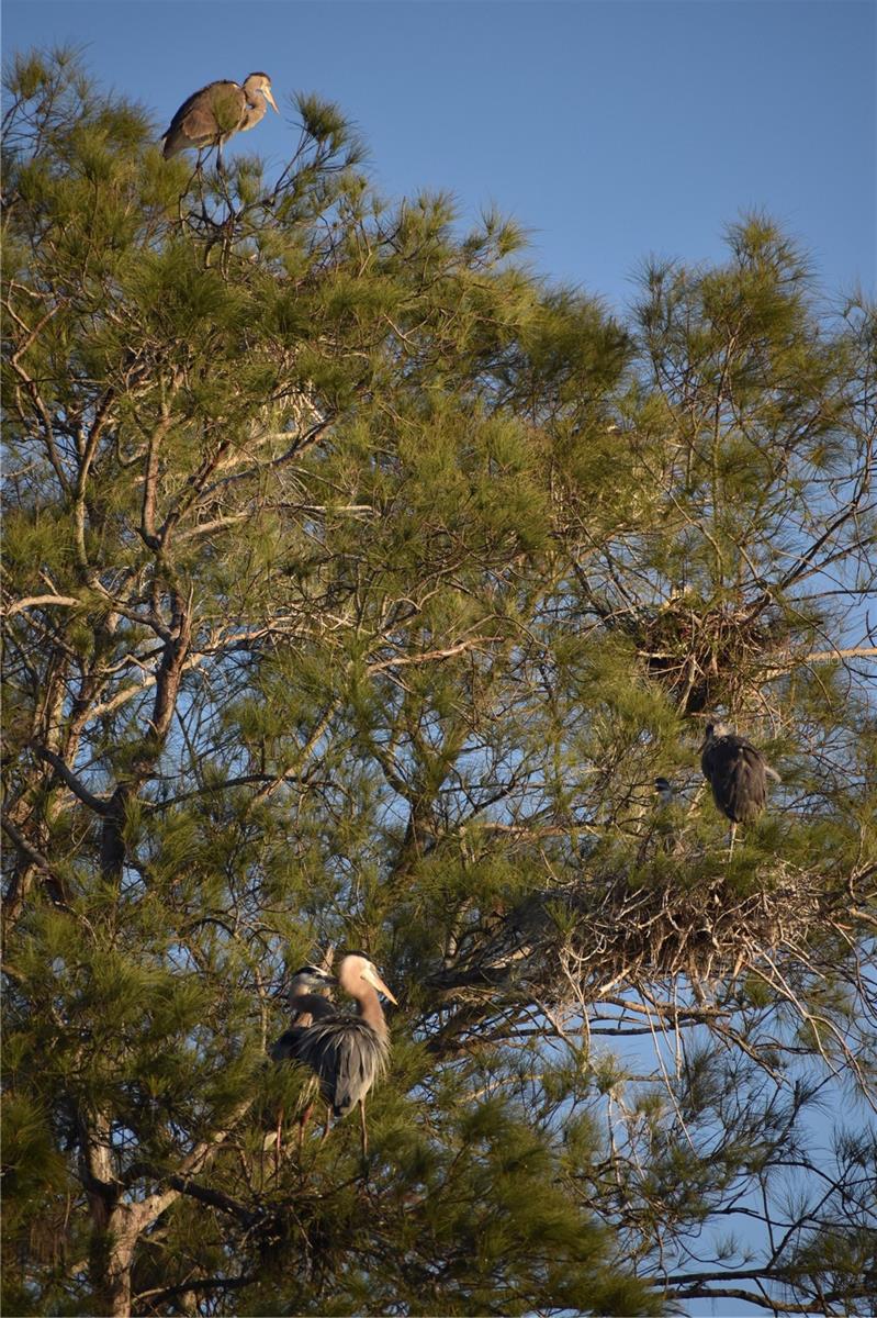 Image 37 of 51 For 3863 Catalina Drive