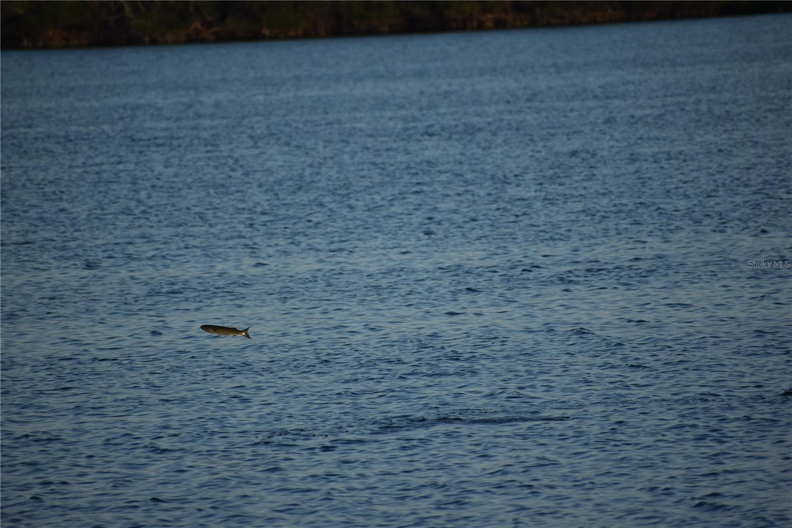 Image 39 of 51 For 3863 Catalina Drive