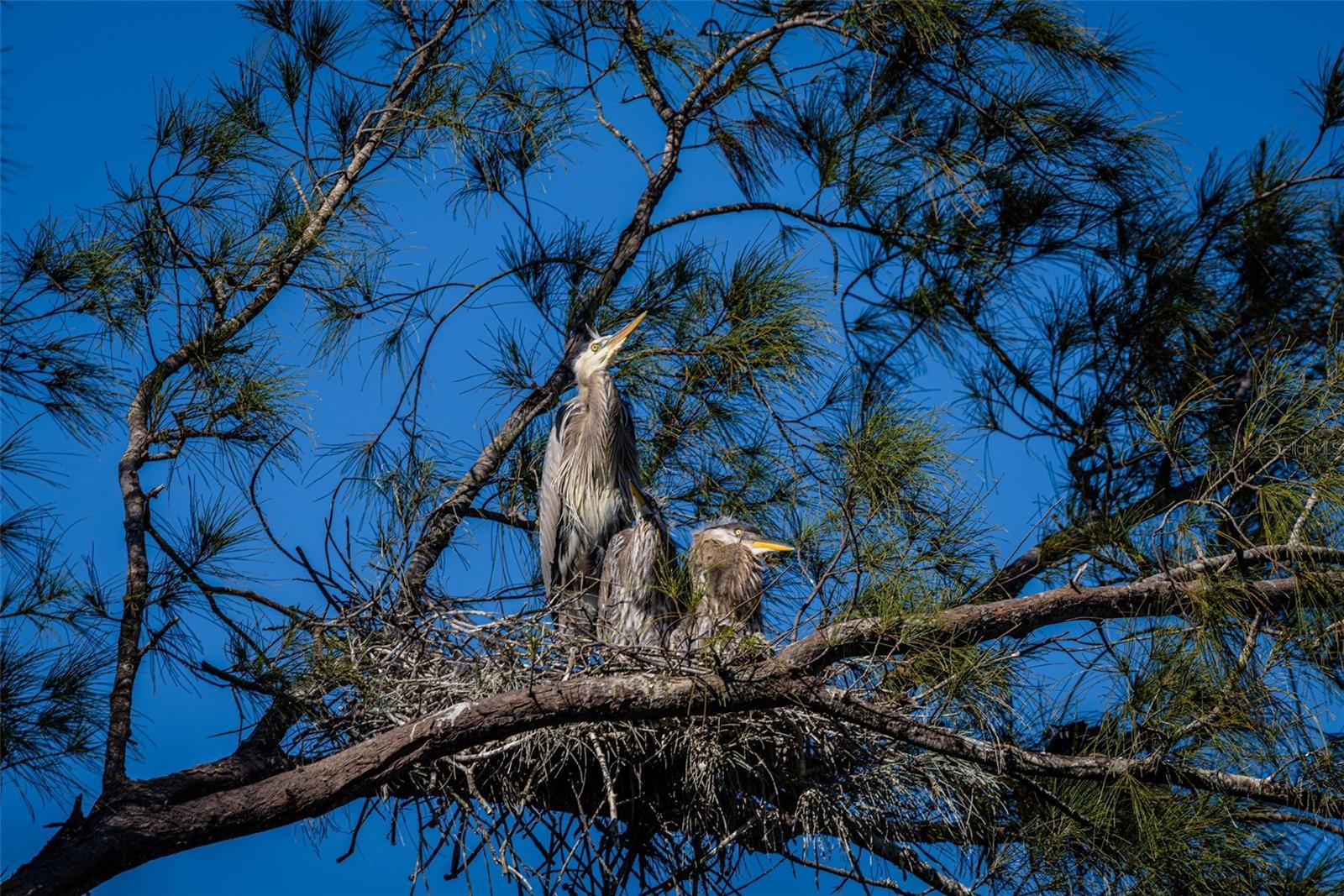 Image 52 of 85 For 4726 Potomac Circle