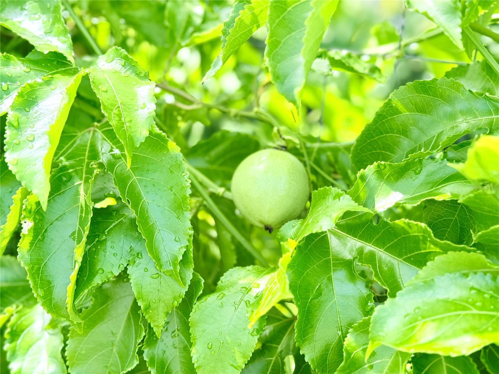 Image 41 of 48 For 8509 La Boca Avenue