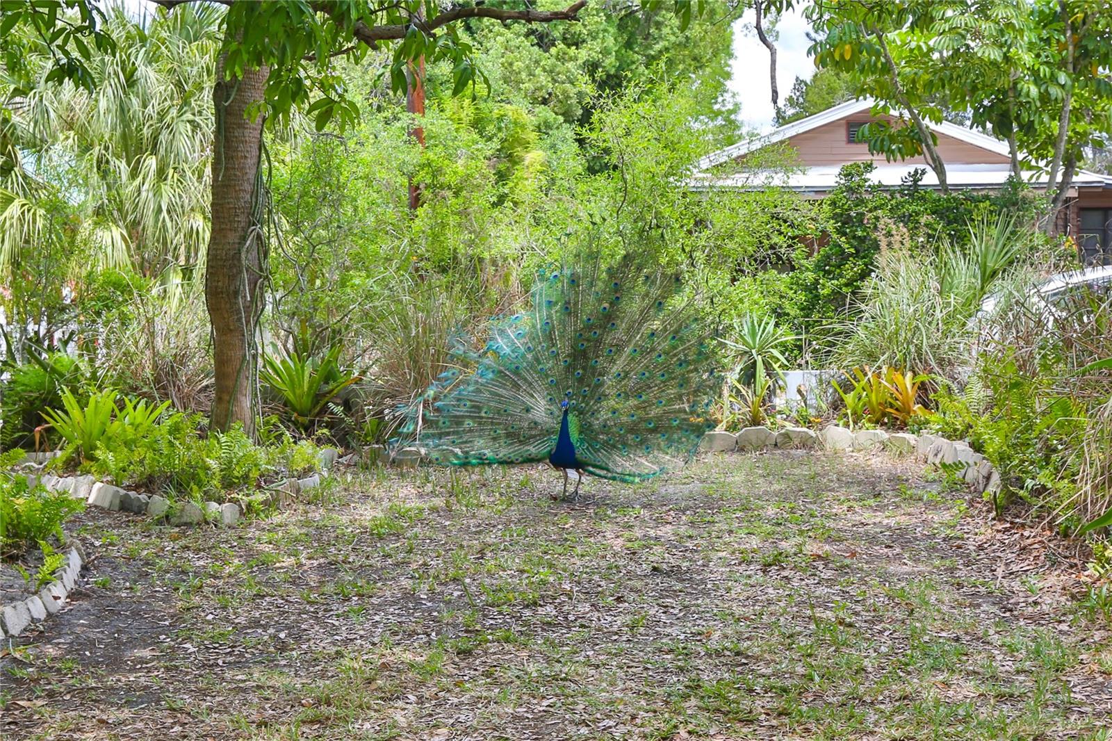 Image 56 of 66 For 708 42nd Street