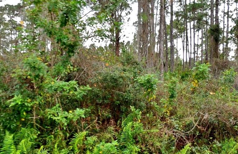 Image 3 of 3 For Jacaranda Avenue