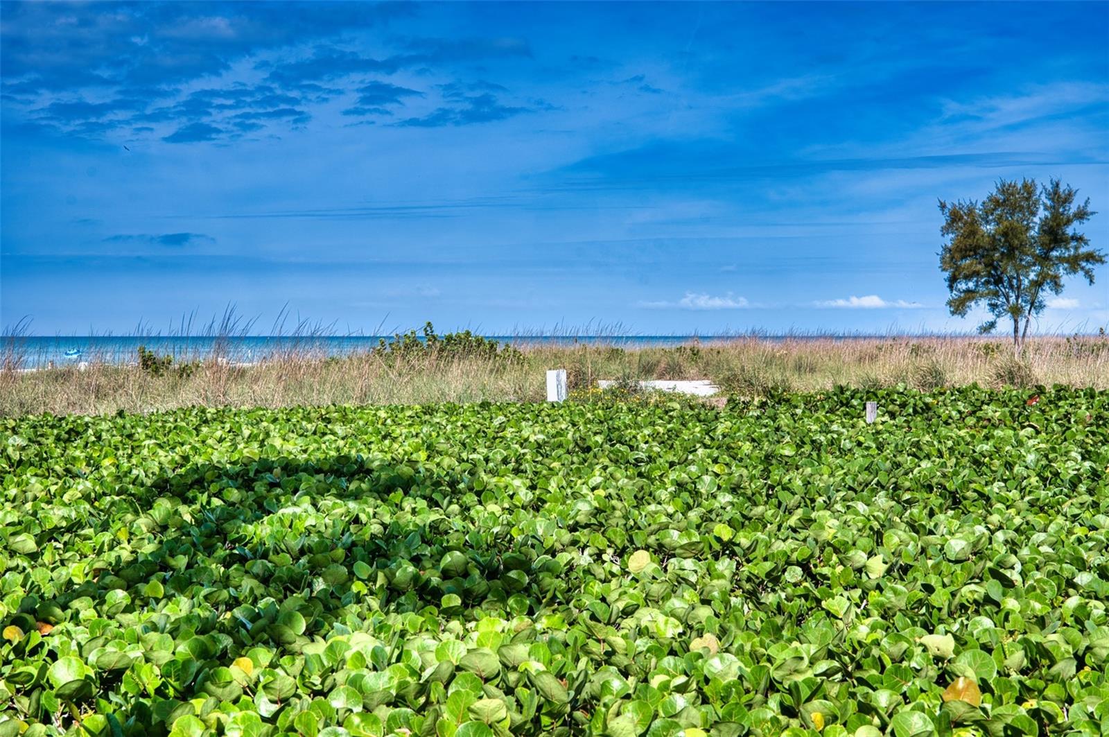 Image 7 of 30 For 6701 Gulf Of Mexico Drive 332
