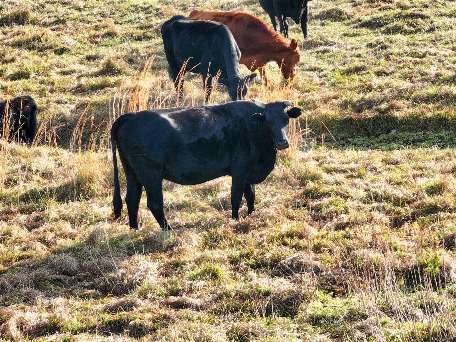 Image 74 of 78 For 8765 Daybreak Street