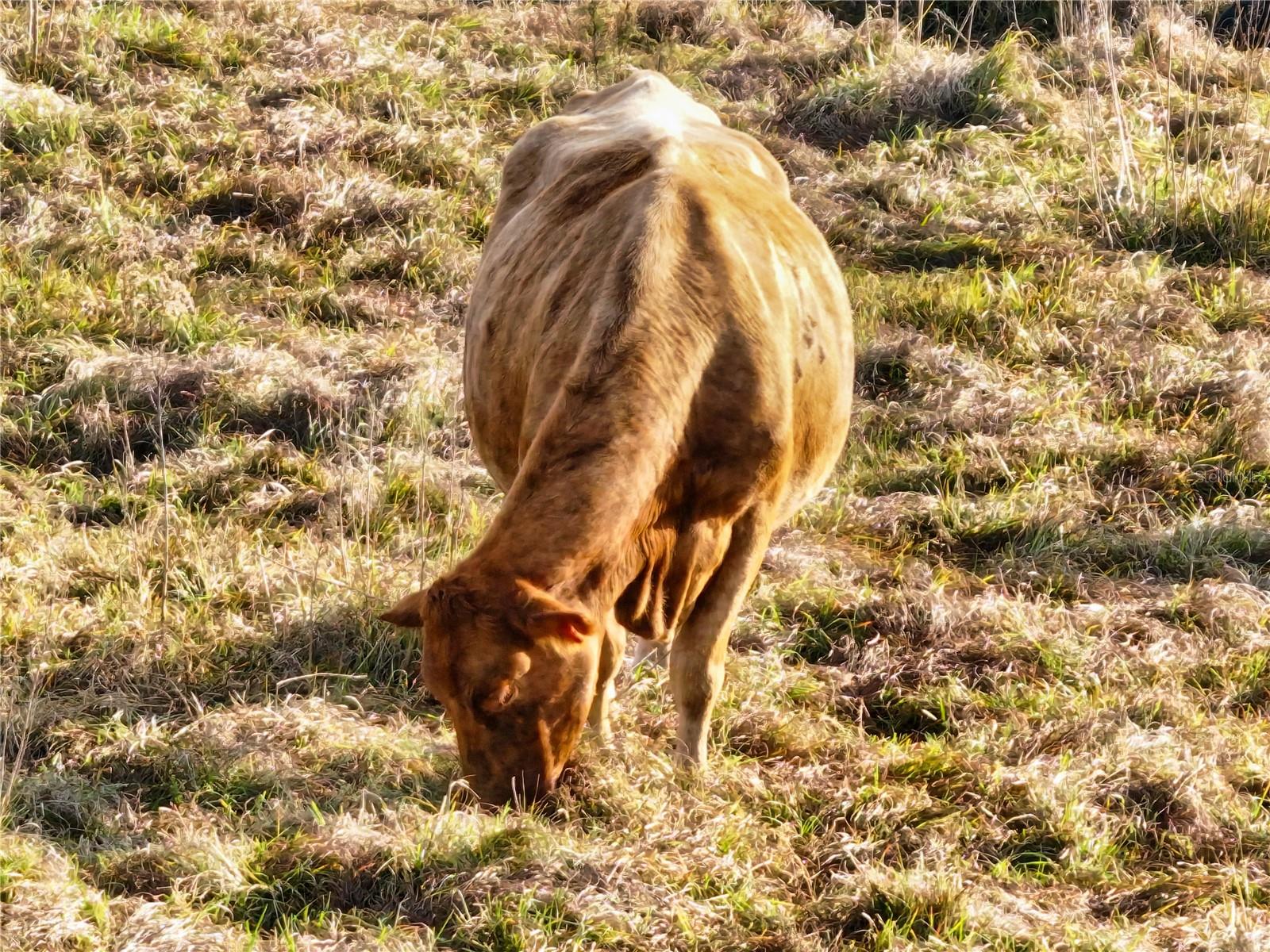 Image 76 of 78 For 8765 Daybreak Street