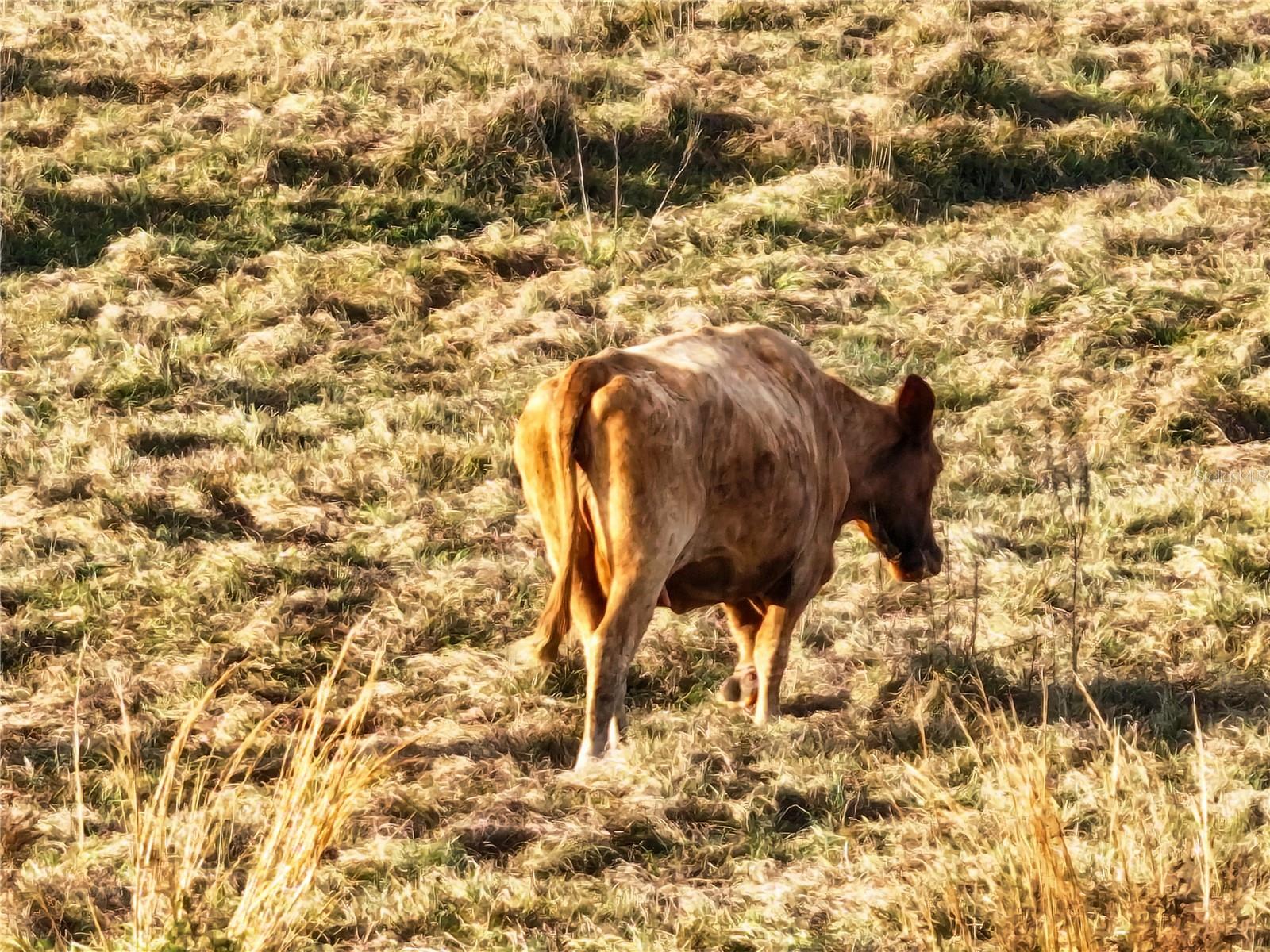 Image 77 of 78 For 8765 Daybreak Street