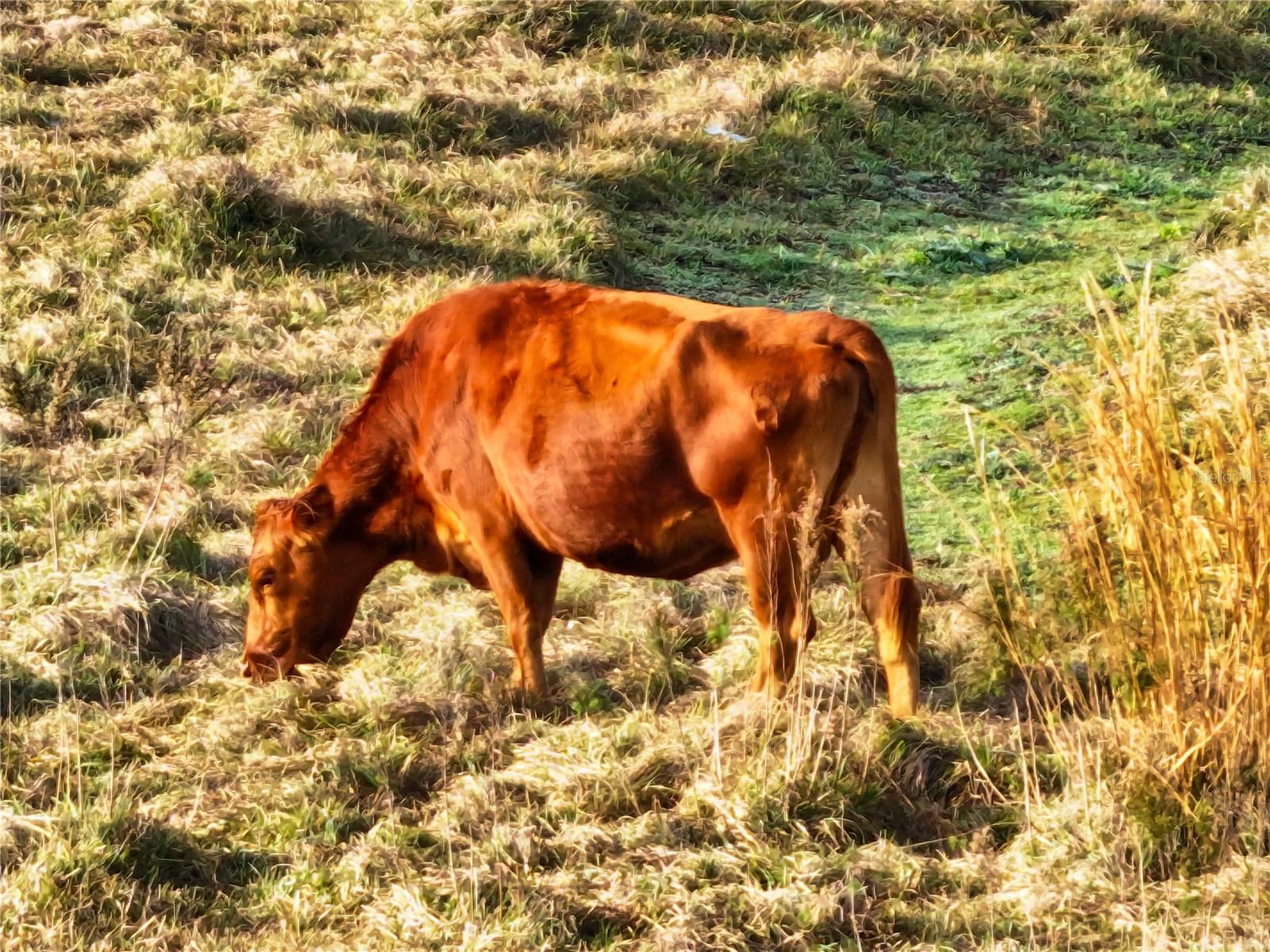 Image 78 of 78 For 8765 Daybreak Street