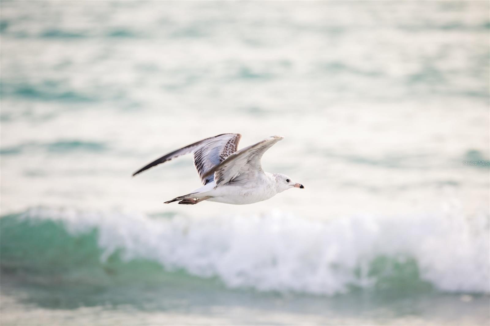 Image 48 of 53 For 14041 Bellagio Way 214