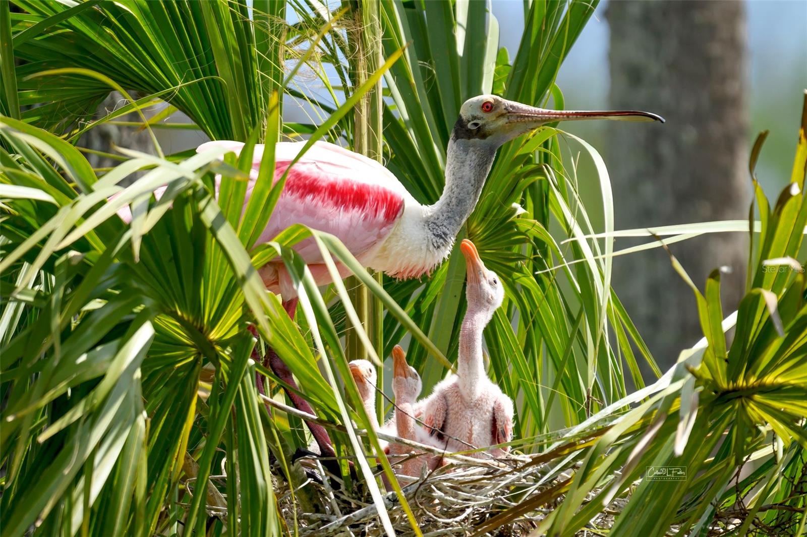 Image 60 of 73 For 9505 Colonial Drive