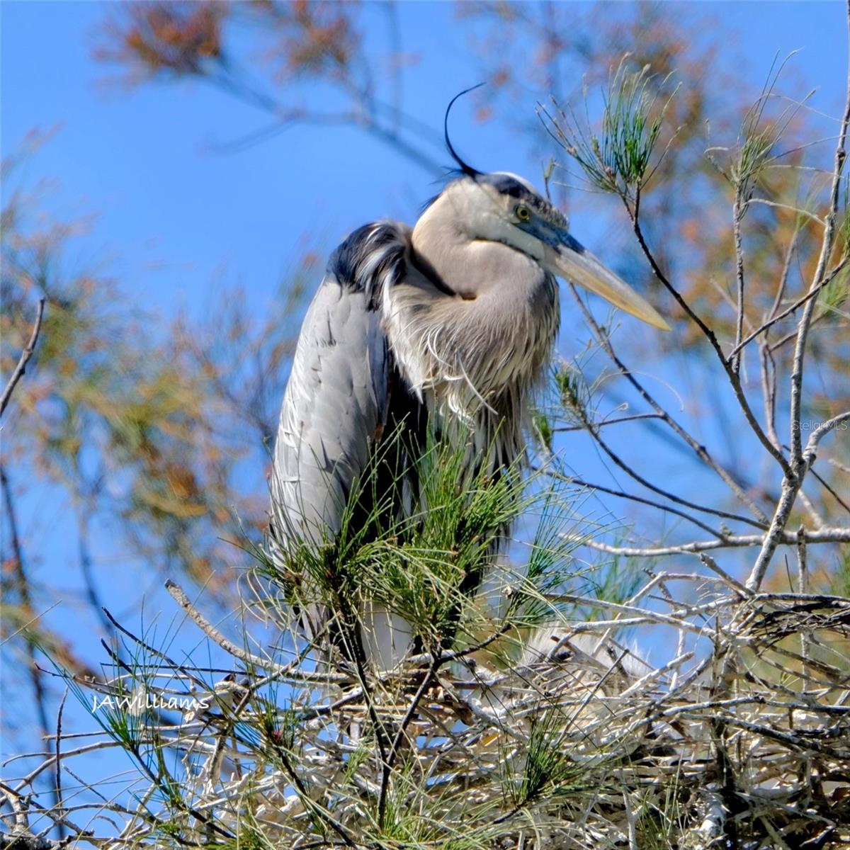 Image 66 of 73 For 9505 Colonial Drive