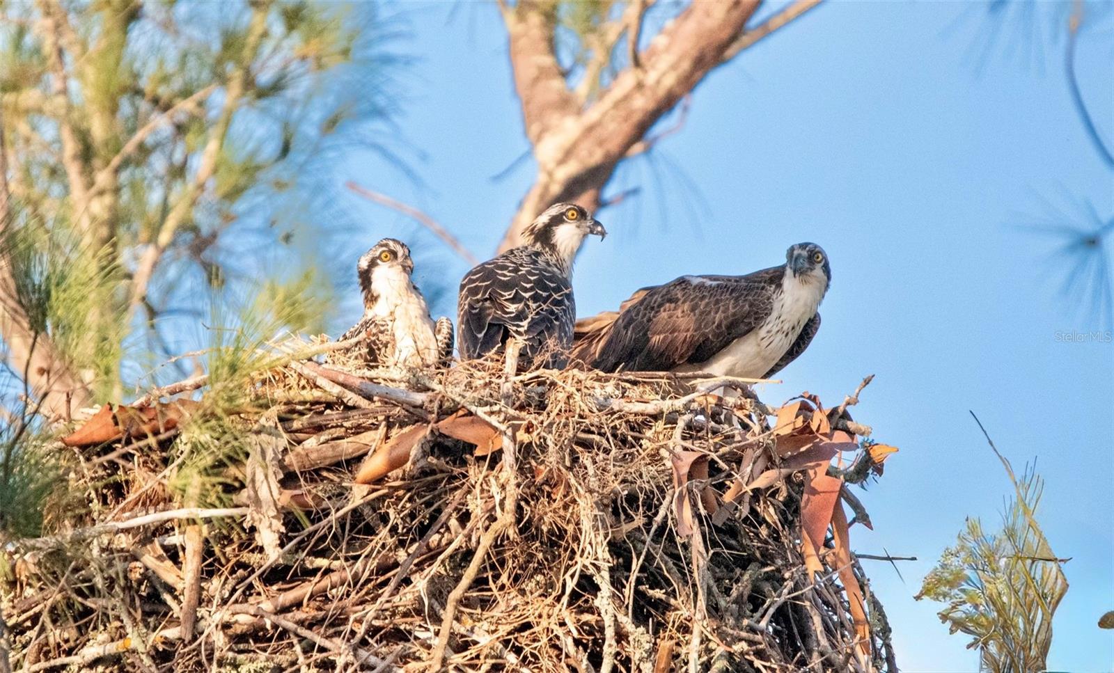 Image 26 of 43 For 4857 Independence Drive