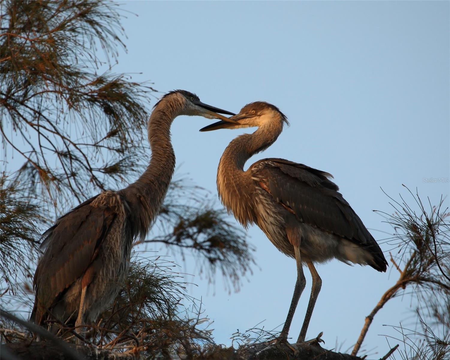 Image 35 of 43 For 4857 Independence Drive