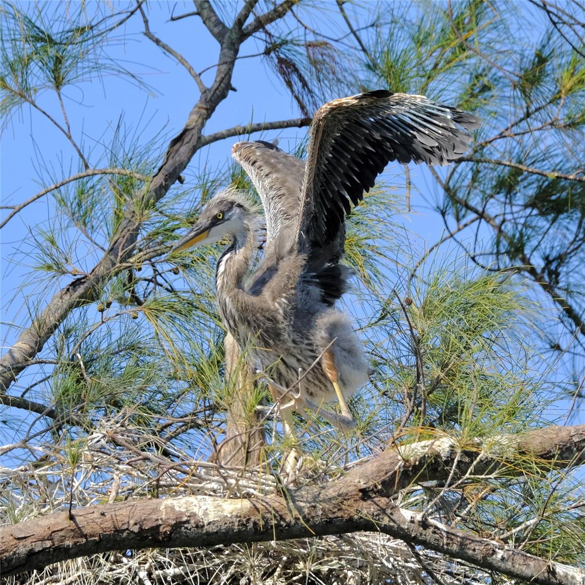 Image 37 of 43 For 4857 Independence Drive