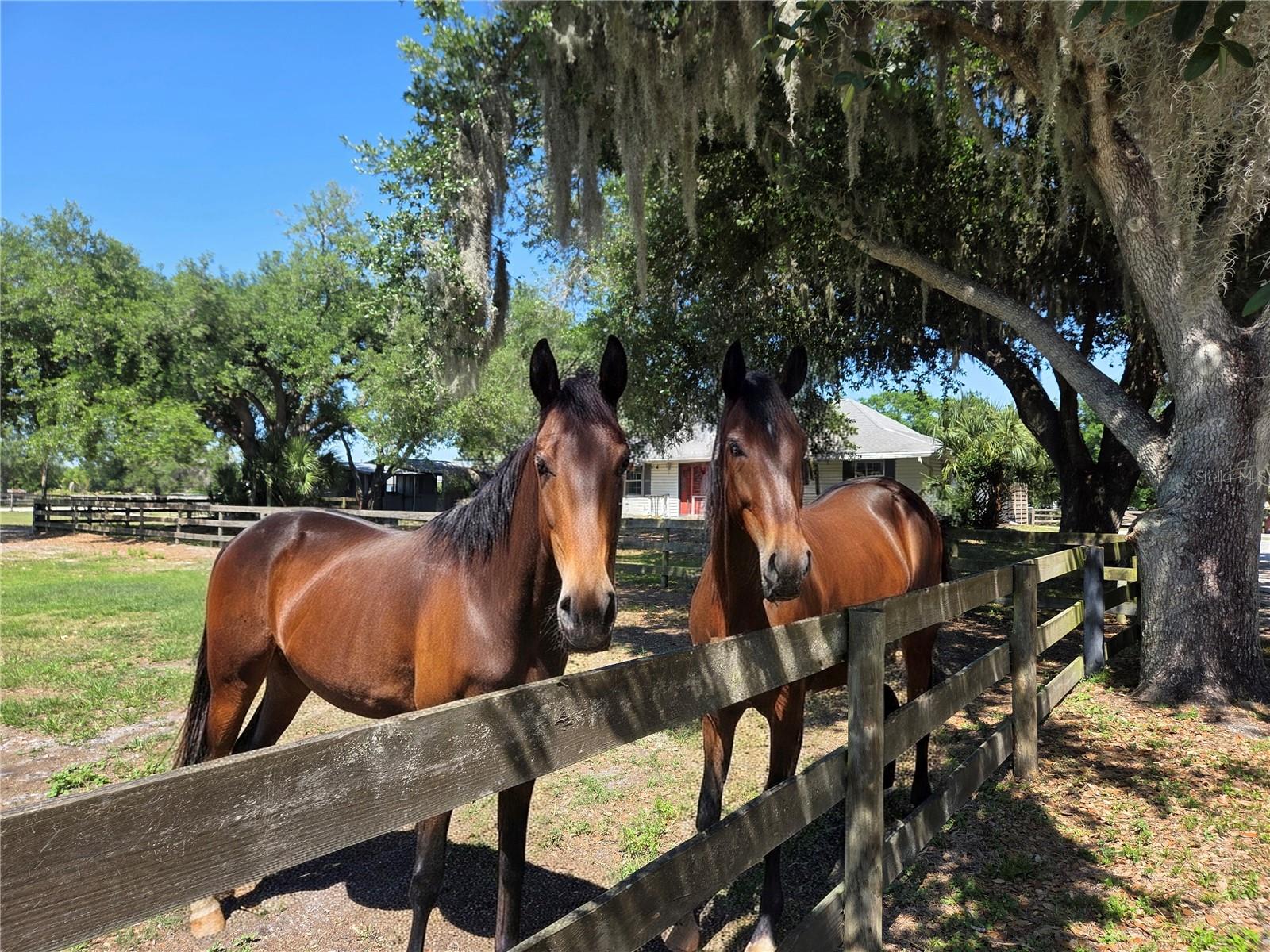 Image 49 of 65 For 7783 Saddle Creek Trail