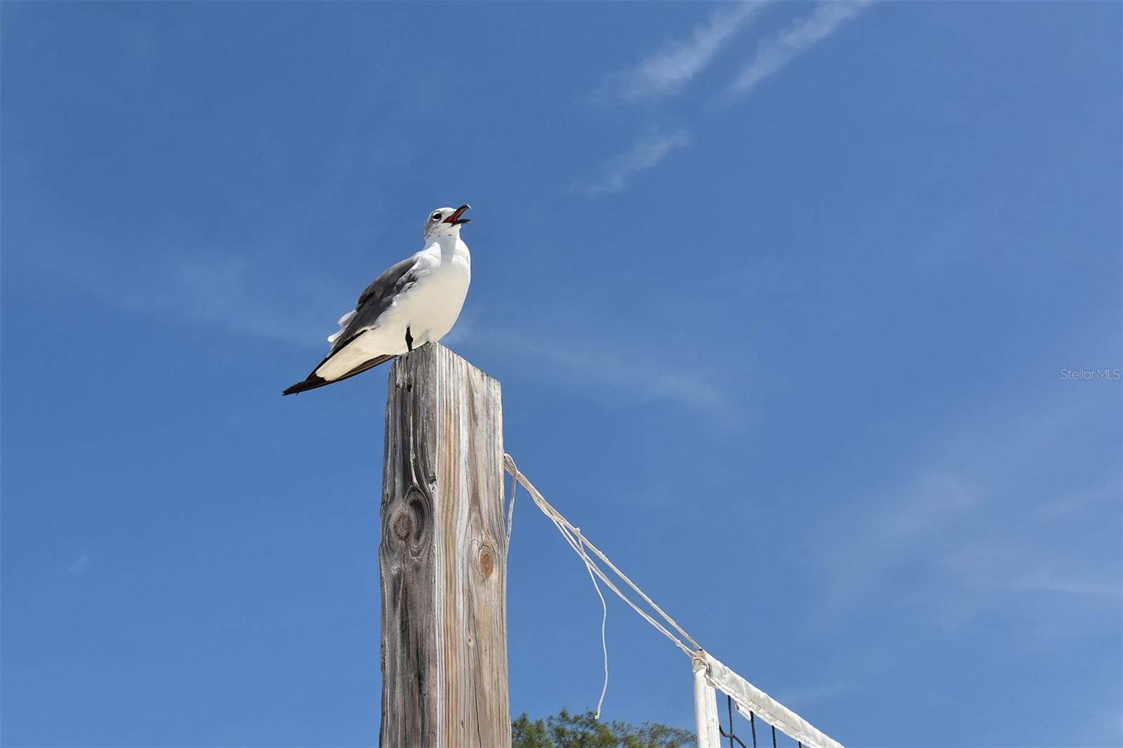 Image 39 of 53 For 6921 Holmes Boulevard