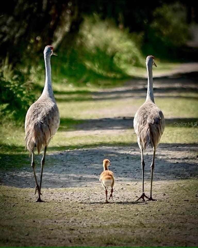 Image 70 of 74 For 451 Palencia Place