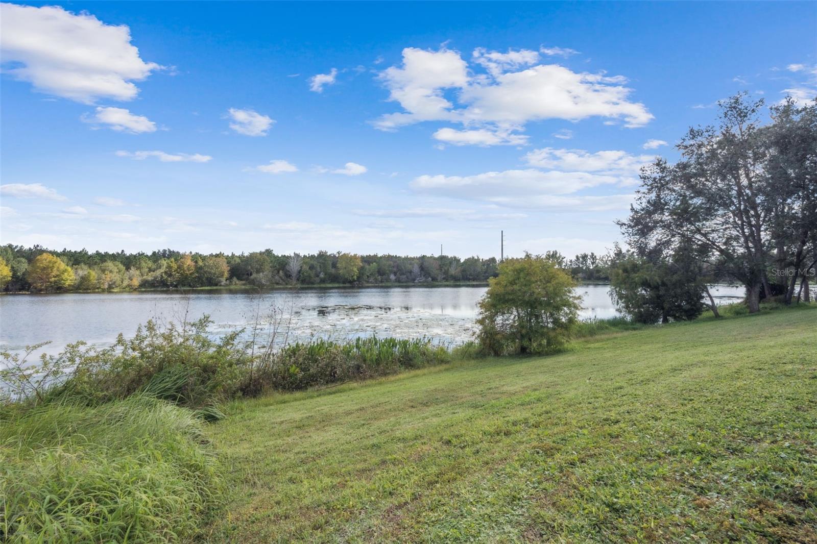 Image 77 of 77 For 2889 Blooming Alamanda Loop