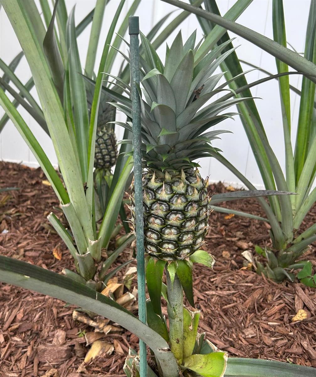 Image 32 of 37 For 111 Auburn Ct