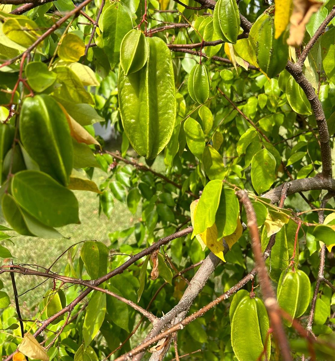 Image 34 of 37 For 111 Auburn Ct