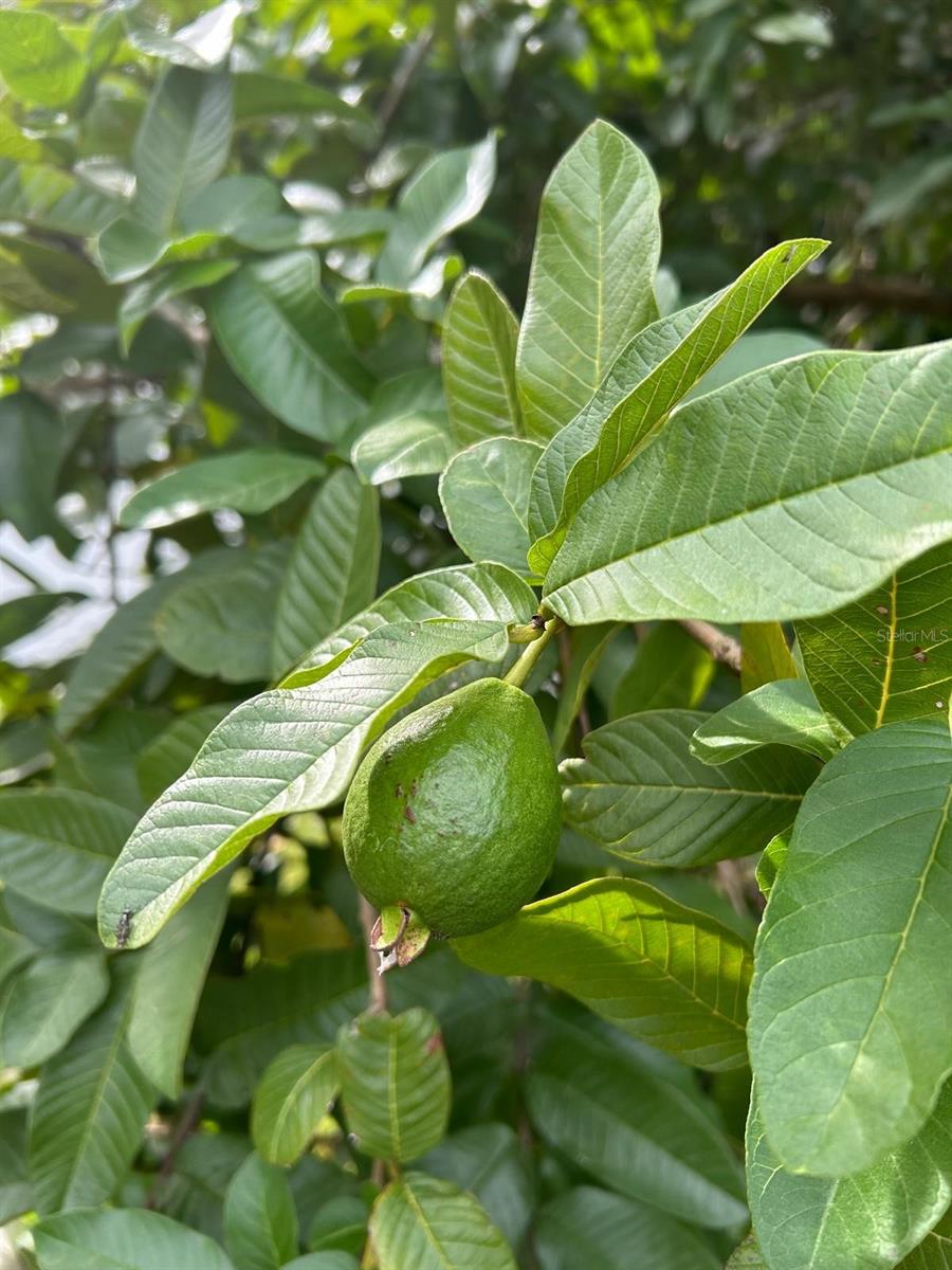 Image 35 of 37 For 111 Auburn Ct