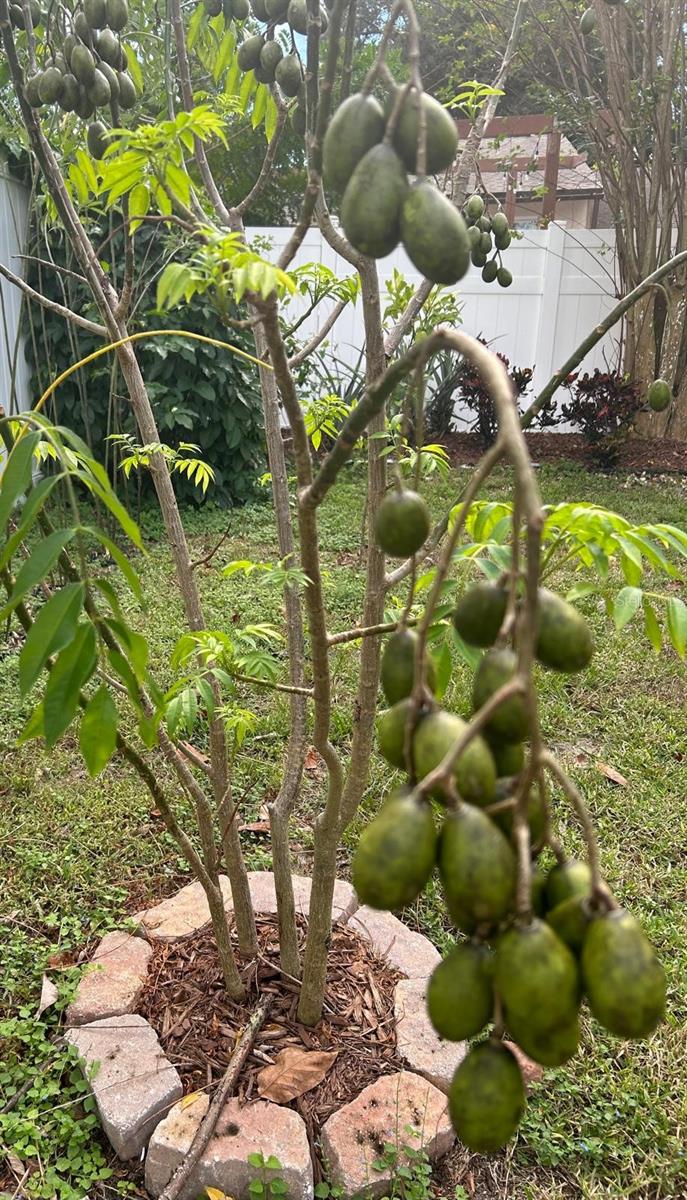 Image 37 of 37 For 111 Auburn Ct